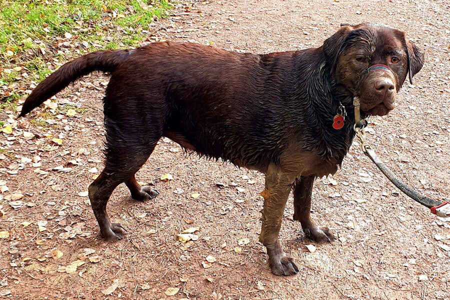 do forest holidays allow dogs