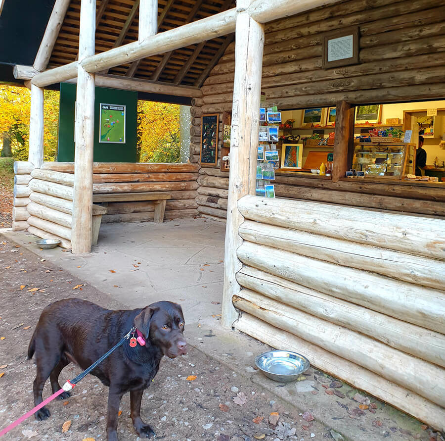 can you take dogs on forest holidays