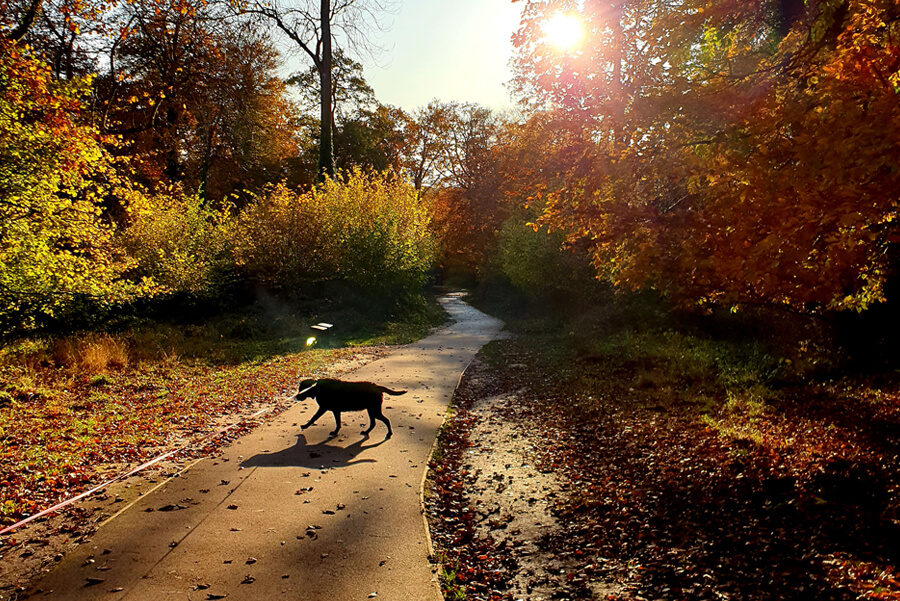 can you take dogs on forest holidays