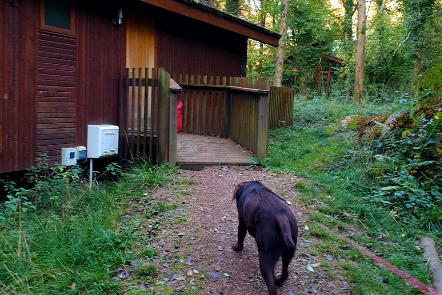 do forest holidays allow dogs