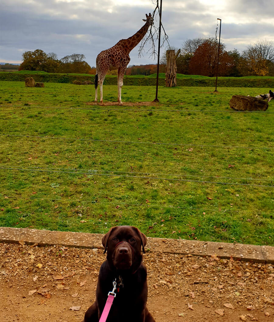 can you take dogs on forest holidays