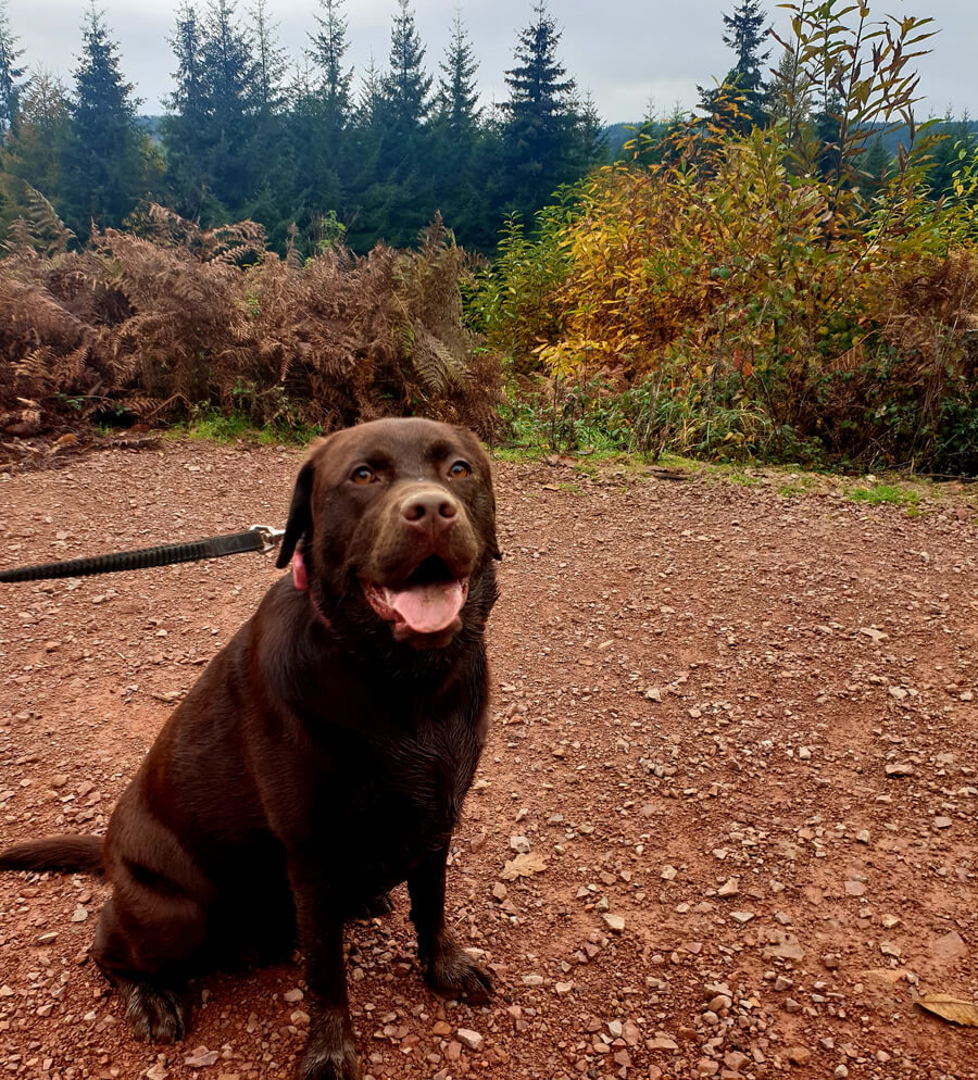 can you take dogs on forest holidays