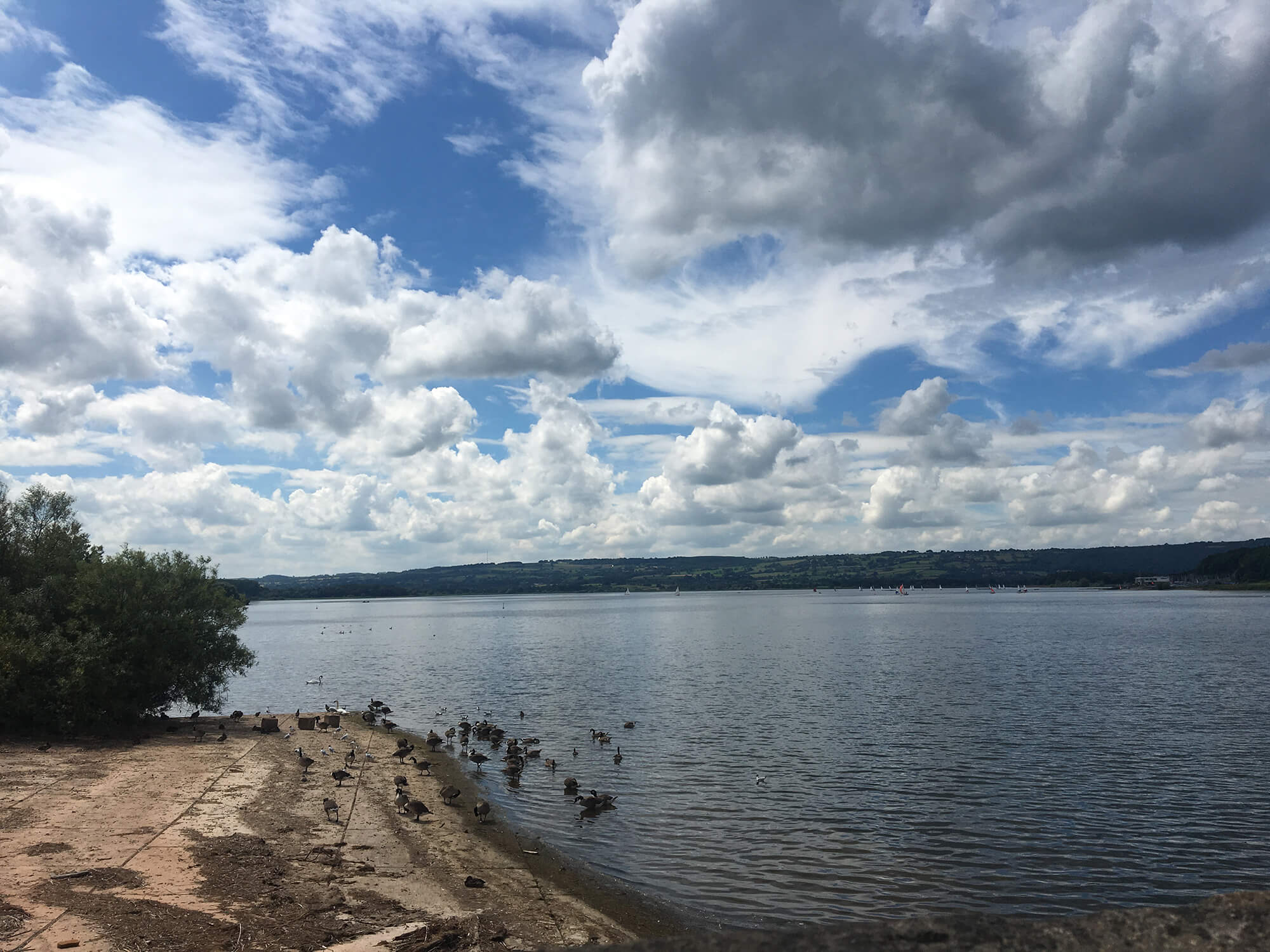 Chew Valley Lake - Bristol dog walk - Bristol Barkers