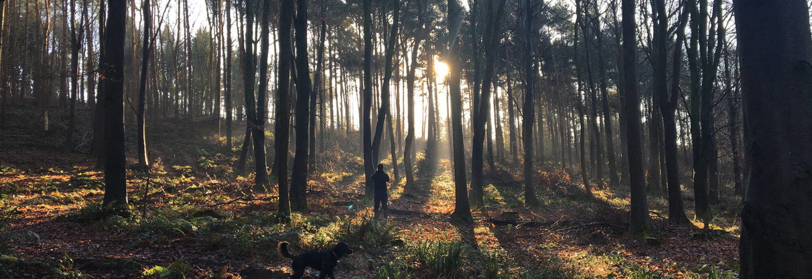 Goblin Combe Bristol dog walk Bristol Barkers