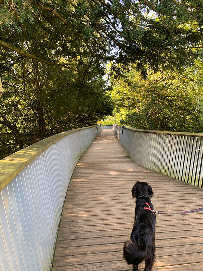 Are Dogs Allowed At The Arboretum