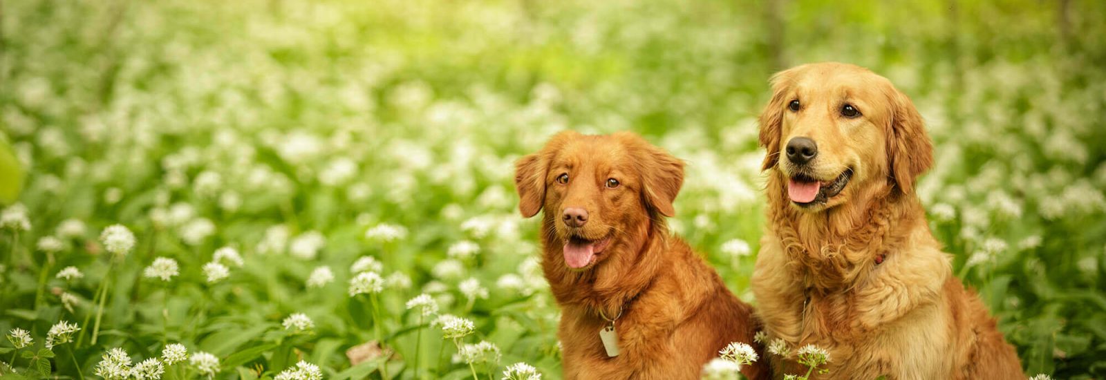 Image of Best Bristol dog walks for wild garlic