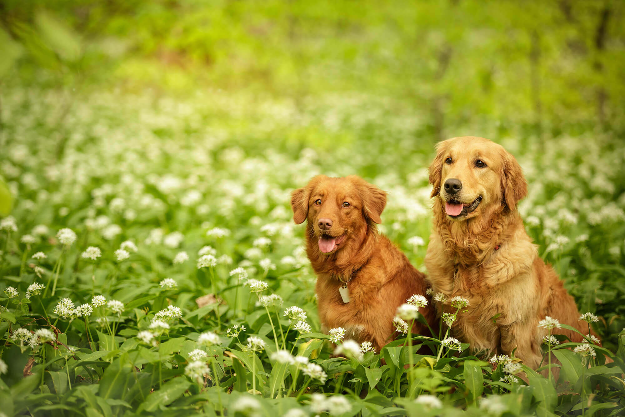 Best Bristol dog walks for wild garlic Bristol Barkers