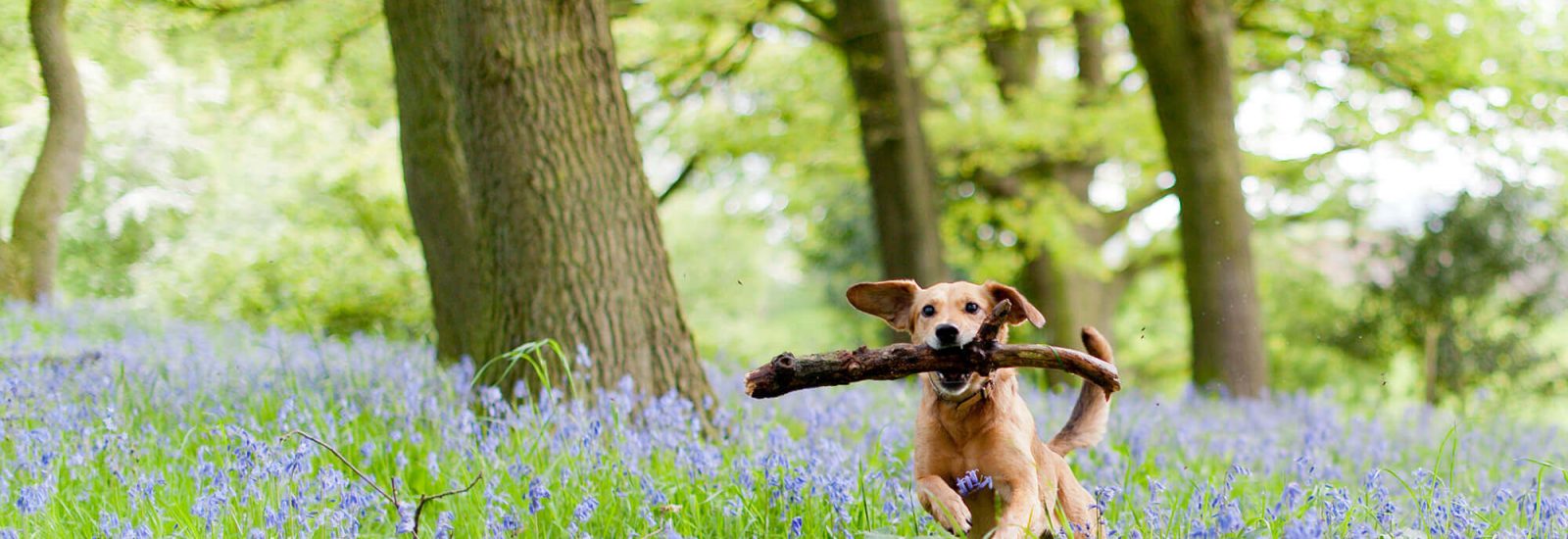 Image of Best Bristol dog walks for bluebells