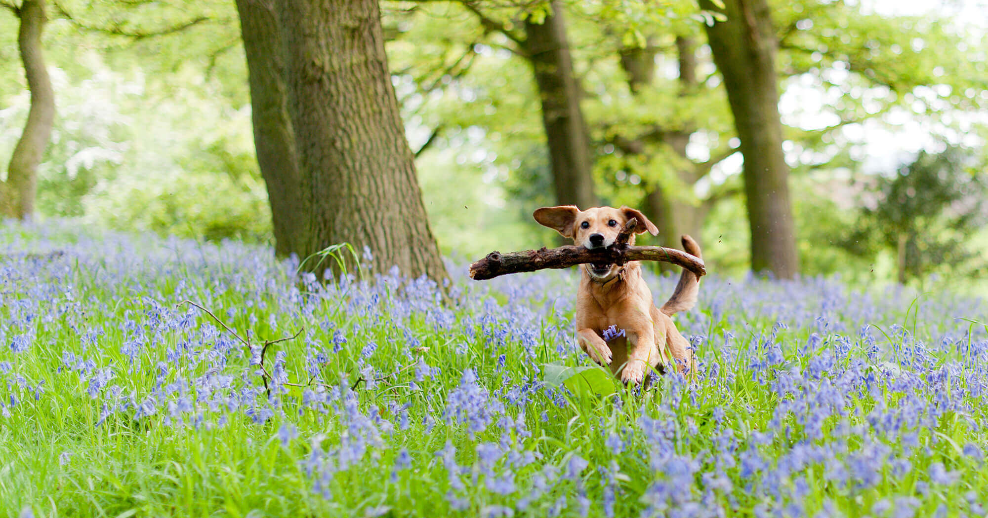 Best Bristol dog walks for bluebells Bristol Barkers