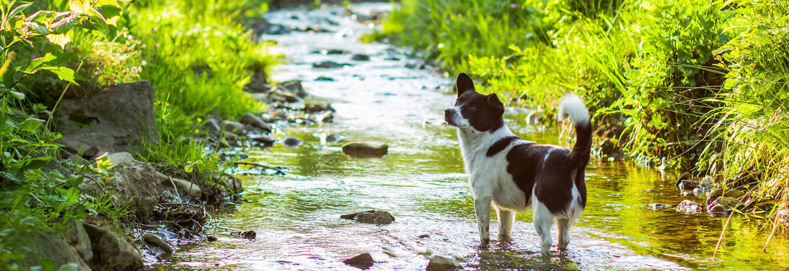 Image of Best places in Bristol for a doggy paddle