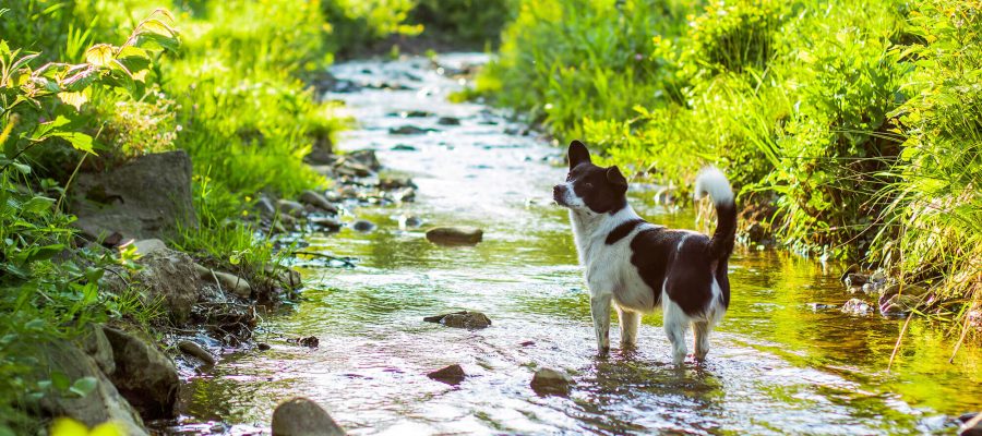 Image of Best places in Bristol for a doggy paddle