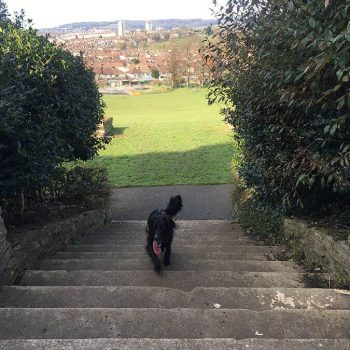 Perrett's Park - Bristol dog walk - Bristol Barkers