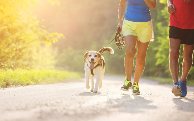 Best places in Bristol to run with your dog Bristol Barkers