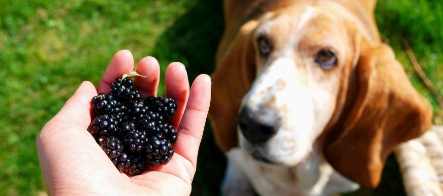 Image of Where to go blackberry picking in Bristol