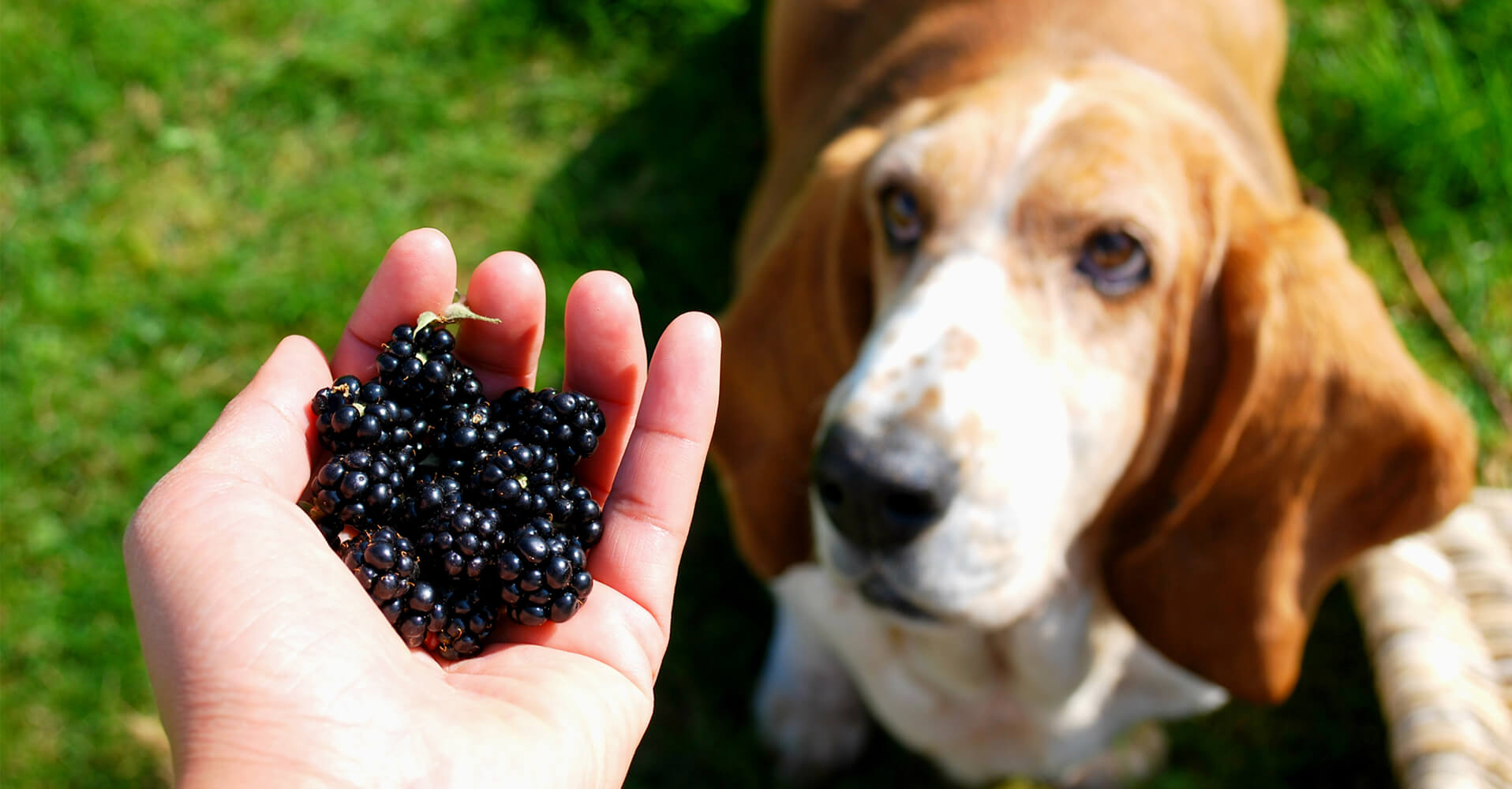 Where to go blackberry picking in Bristol - Bristol Barkers