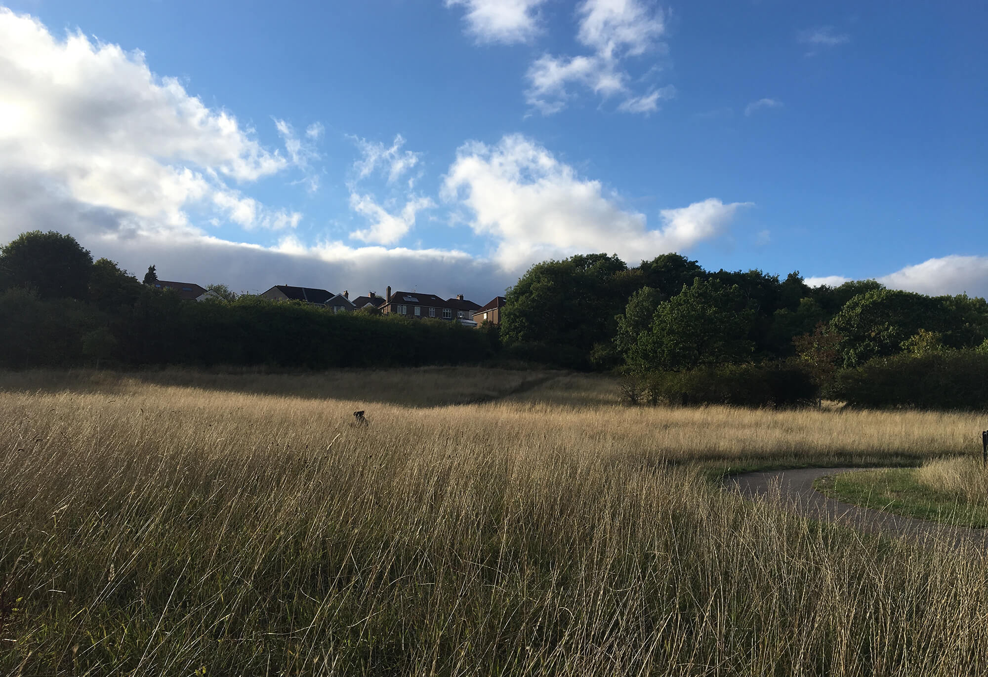 Callington Road Nature Reserve Bristol Dog Walk Bristol Barkers