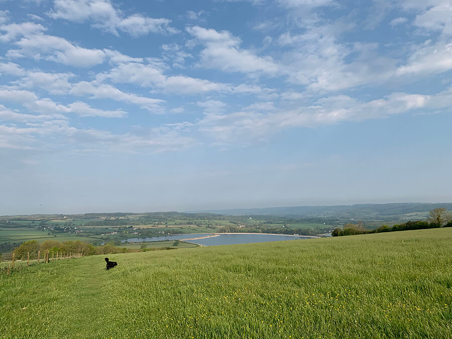 Dundry Hill - Bristol dog walk - Bristol Barkers