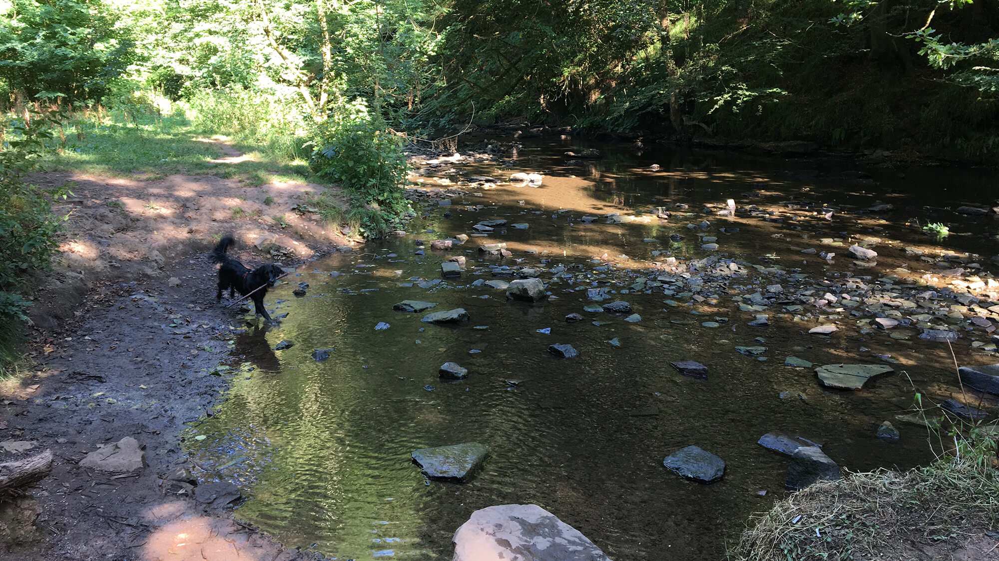 Frome Valley Walkway Multiple Walks Bristol dog walk Bristol Barkers