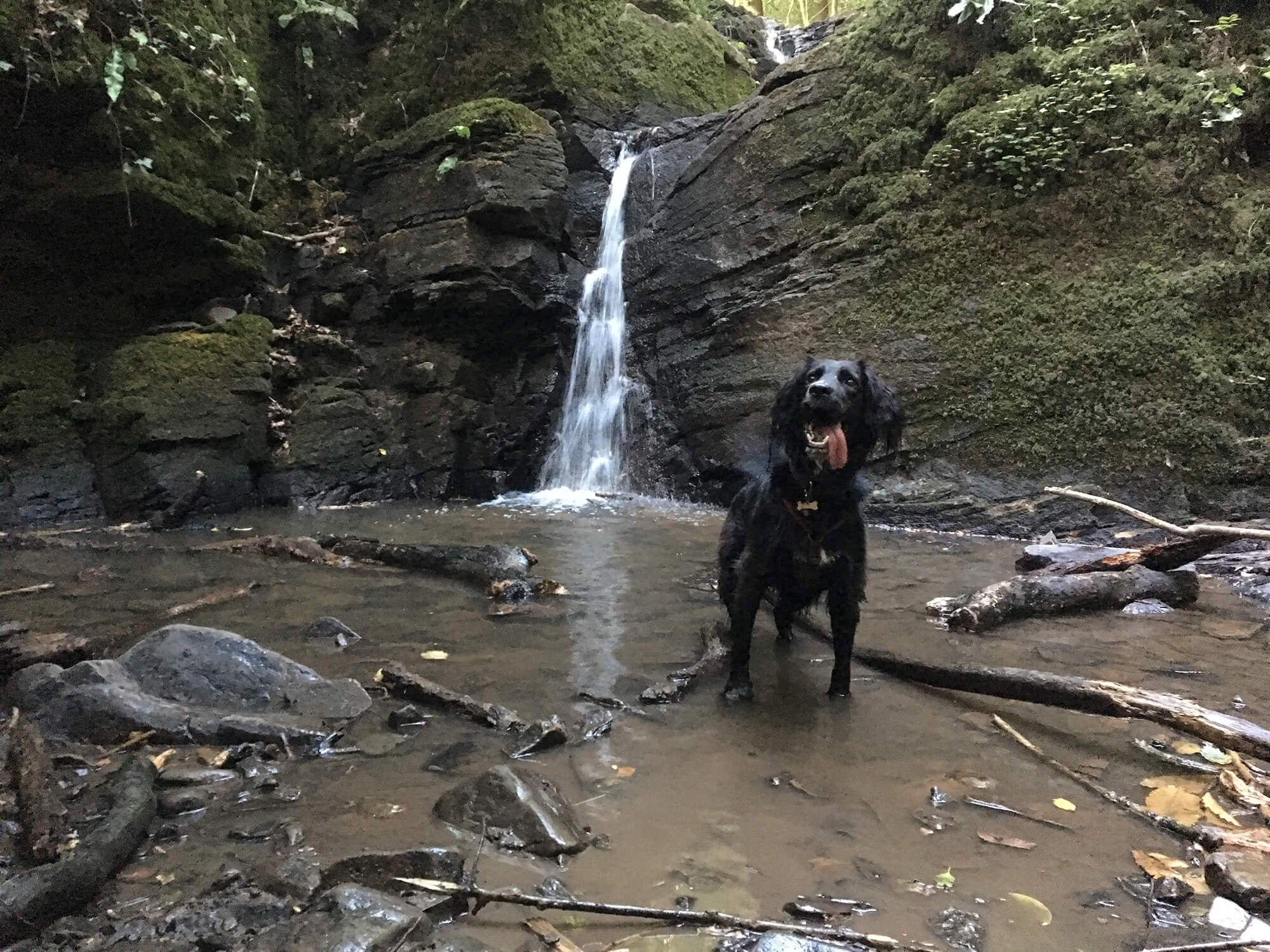 Wooded dog walks near 2024 me