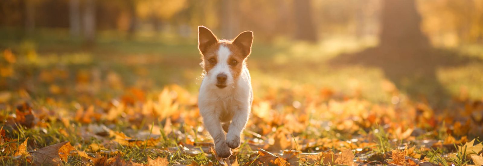 Image of Best Autumn dog walks in Bristol