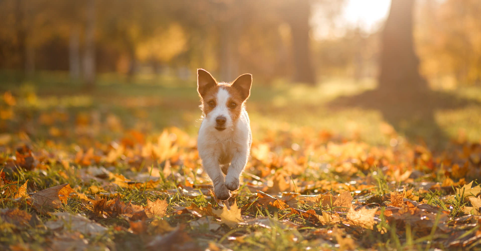 Best Autumn dog walks in Bristol Bristol Barkers