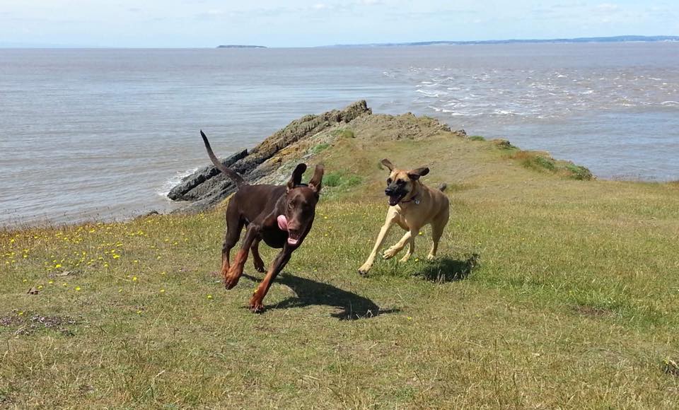 are dogs allowed at point beach