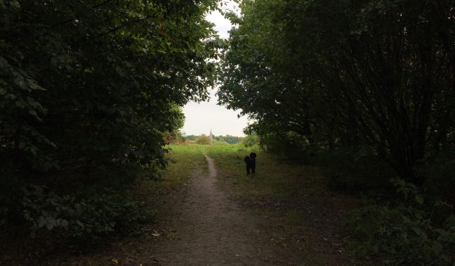 Image of Warmley Forest Park