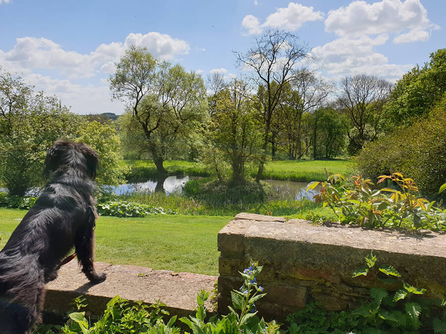 Dog friendly national trust best sale near me