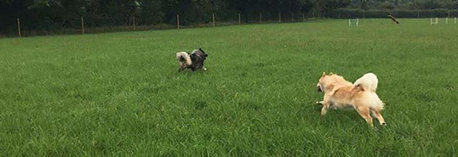 Muddy Paws Fields Bristol dog walk Bristol Barkers