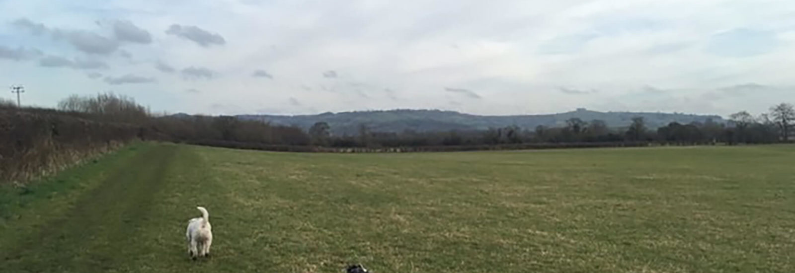 Keynsham Marina Circular Bristol dog walk Bristol Barkers