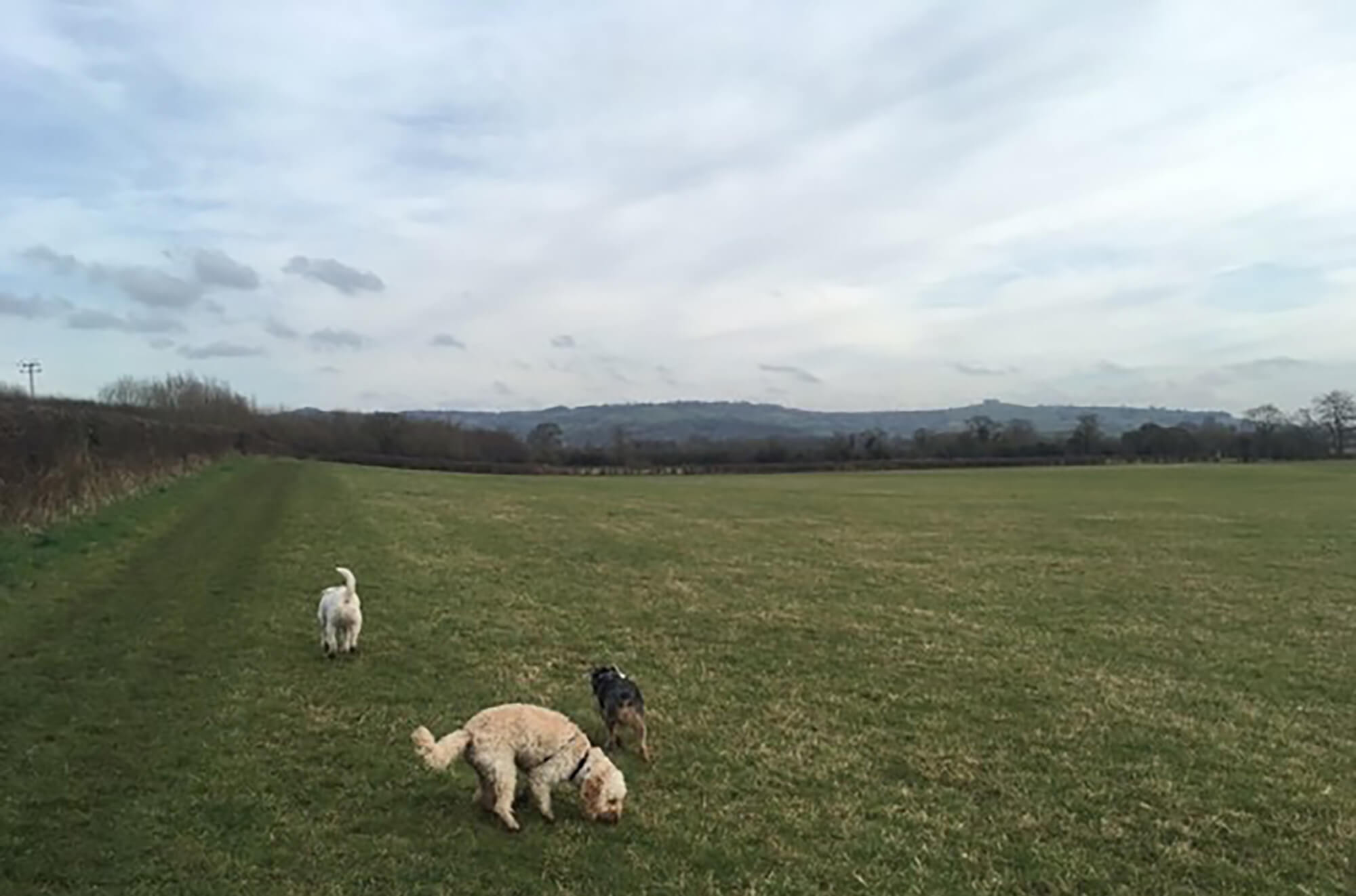 Keynsham Marina Circular Bristol dog walk Bristol Barkers