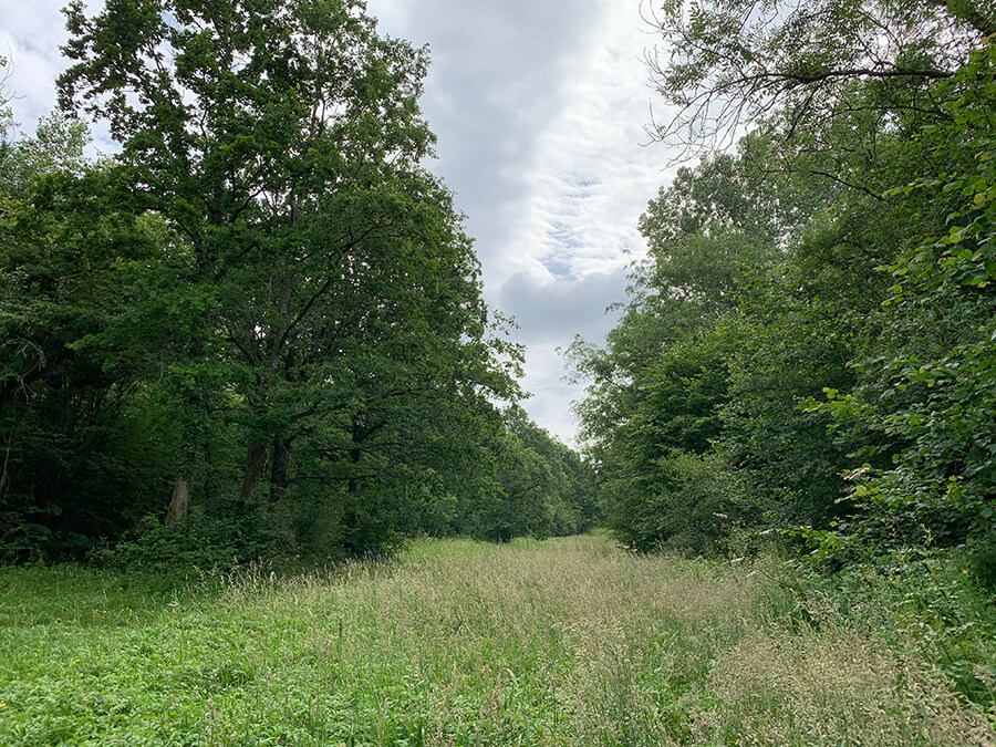Lower Woods Wickwar Bristol Dog Walk Bristol Barkers