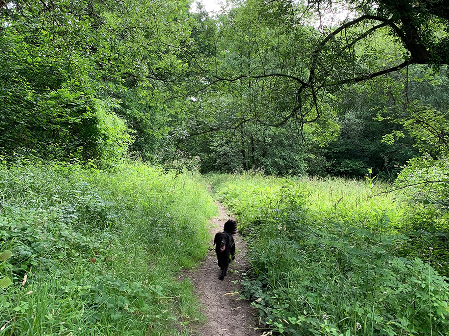 Lower Woods Wickwar Bristol Dog Walk Bristol Barkers