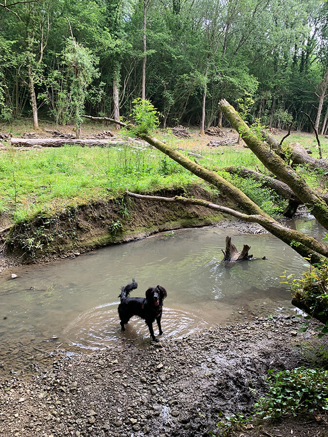 woods and water dog box