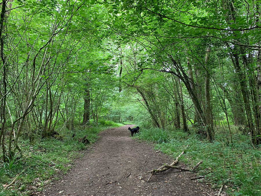 Lower Woods Wickwar Bristol Dog Walk Bristol Barkers
