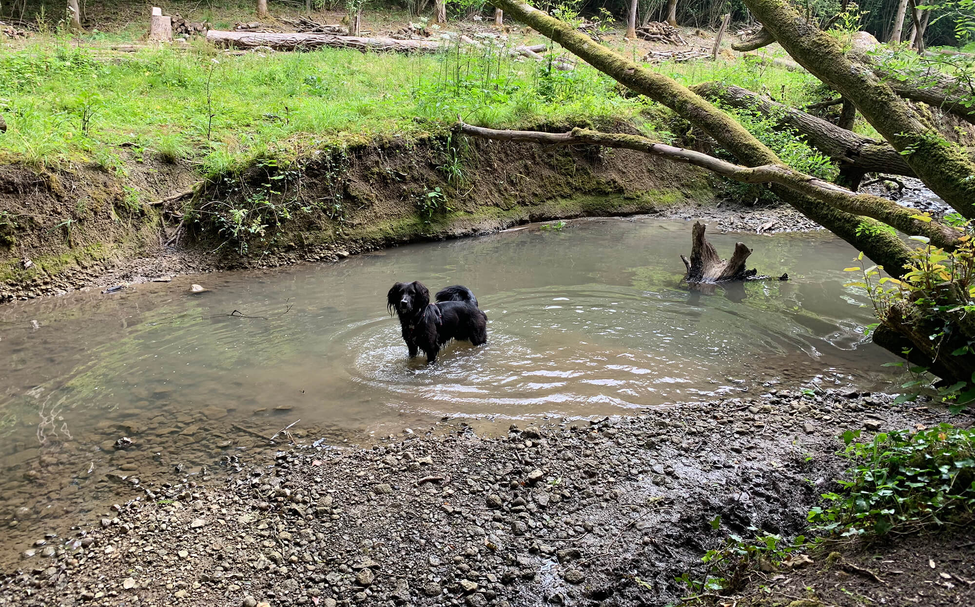 Lower Woods Wickwar Bristol Dog Walk Bristol Barkers