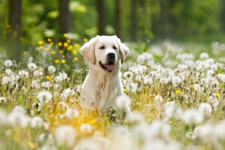 Best Spring dog walks in Bristol - Bristol Barkers