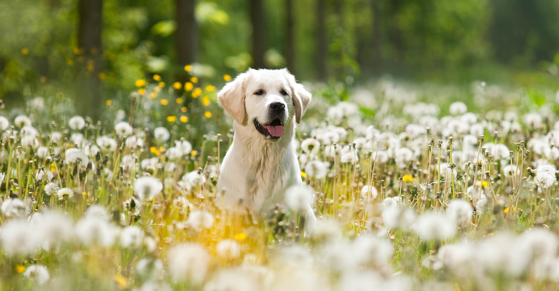 Best Spring dog walks in Bristol - Bristol Barkers