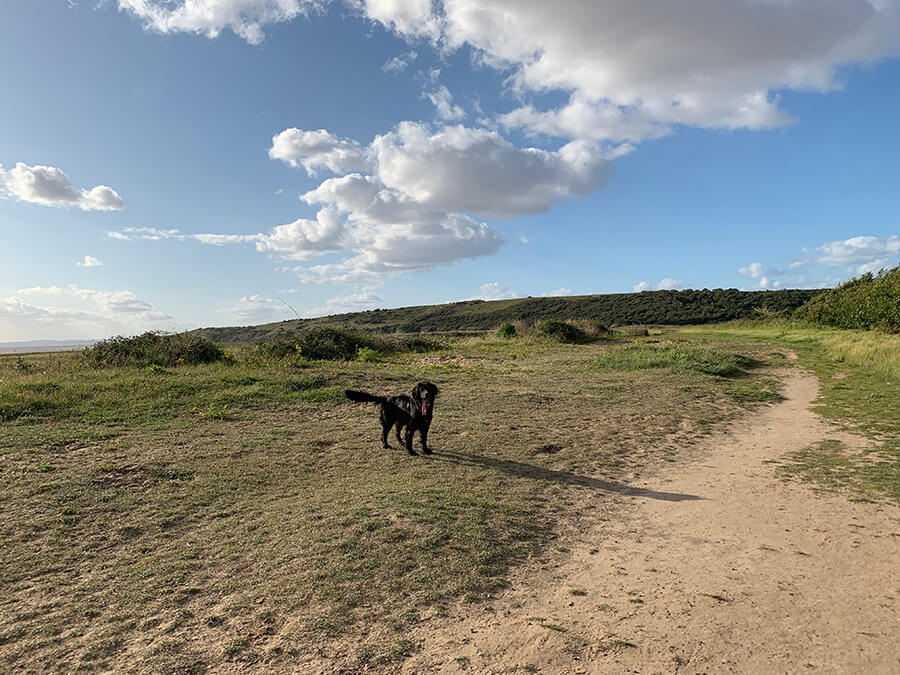 are dogs allowed at bay beach