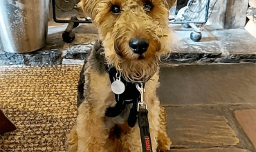 Image of https://bristol-barkers.co.uk/dog-friendly/the-willy-wicket/
