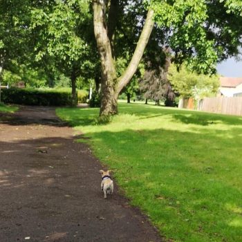 Begbrook Green Park - Bristol dog walk - Bristol Barkers