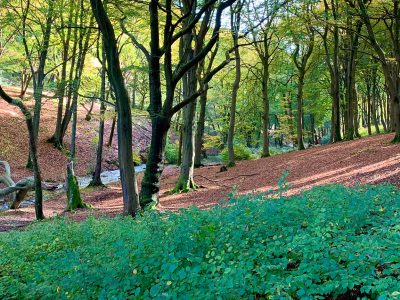 Image of St Mary’s Vale