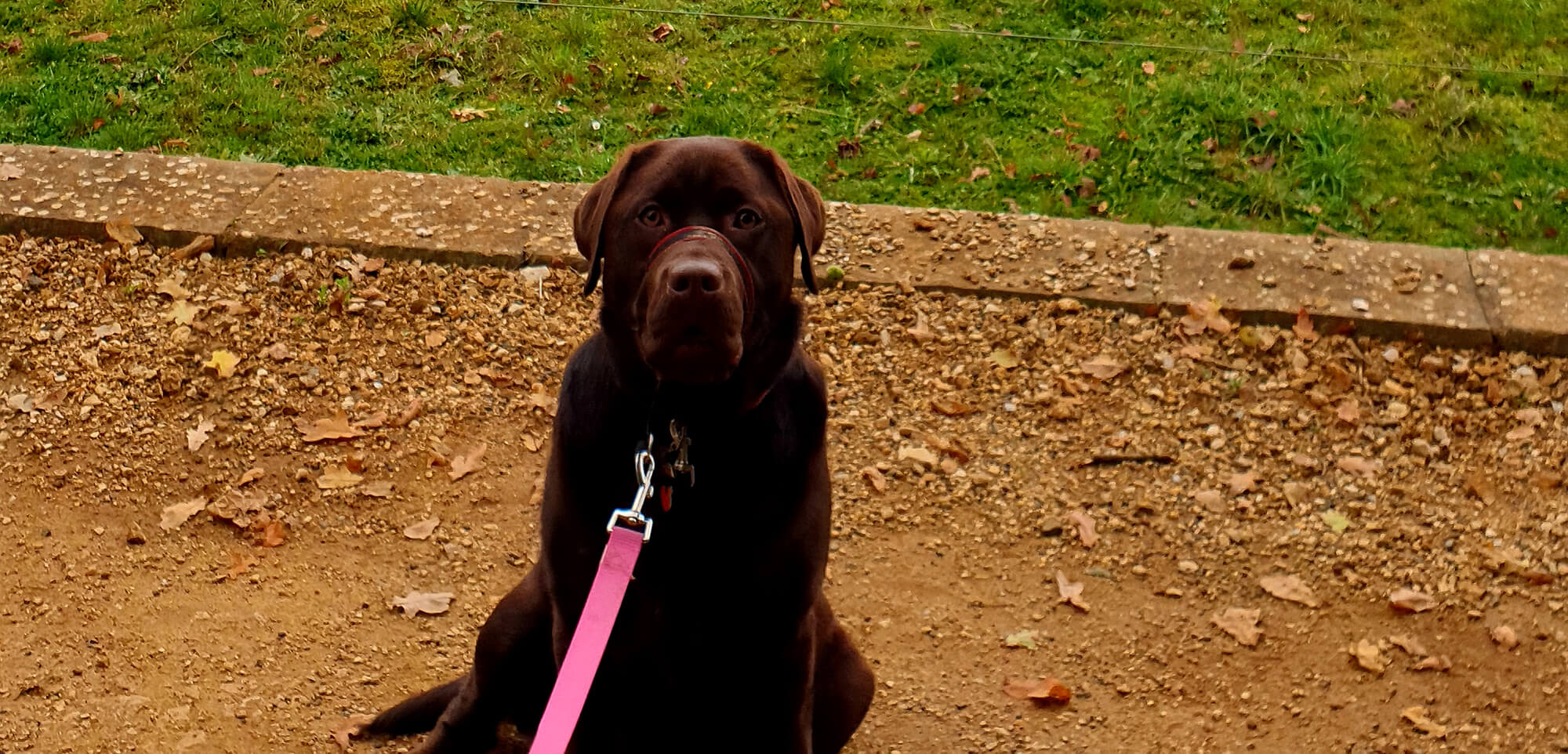 Cotswold Wildlife Park and Gardens - Bristol dog walk - Bristol Barkers