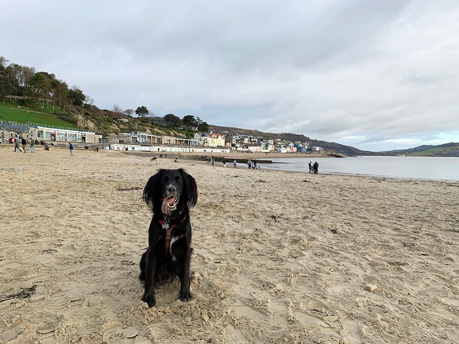 Lyme bay store cottages dog friendly