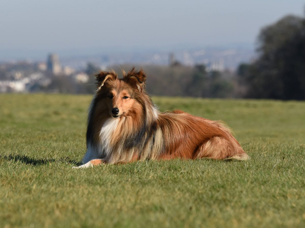 Posts Bristol Barkers