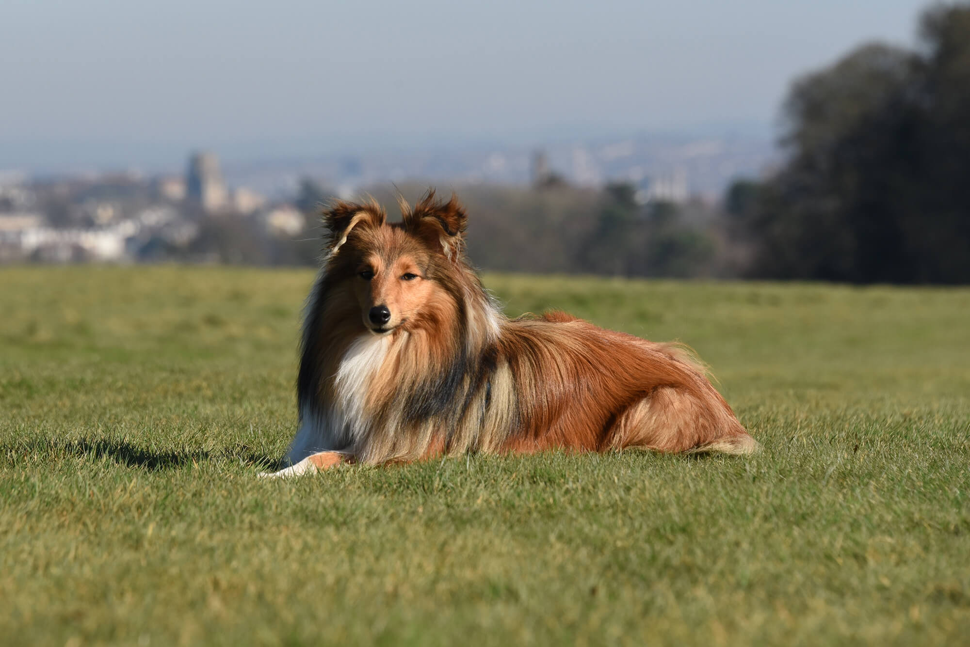 The Ultimate Guide To Dog Friendly Bristol Bristol Barkers