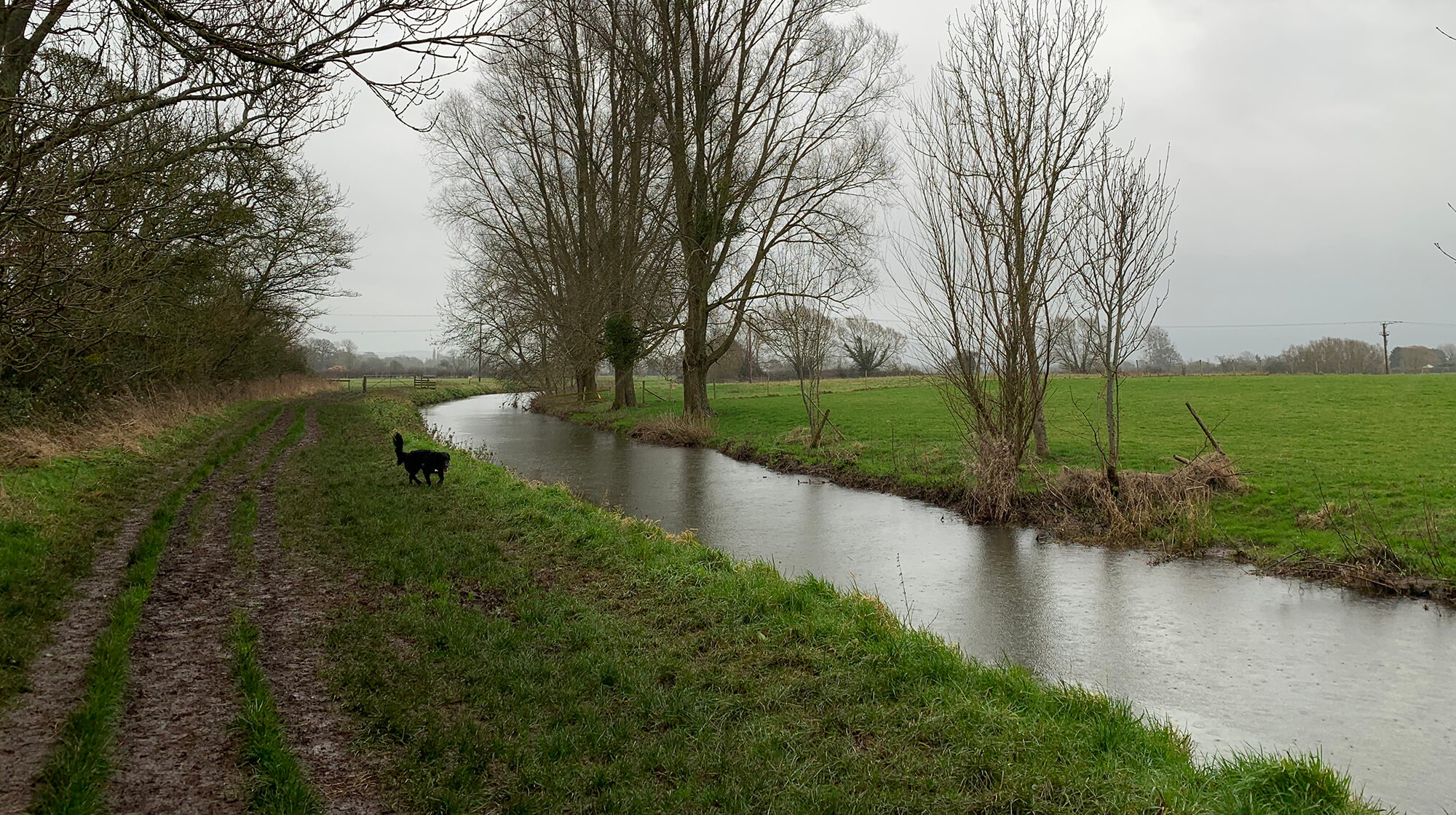 Congresbury to Wrington Bristol dog walk Bristol Barkers