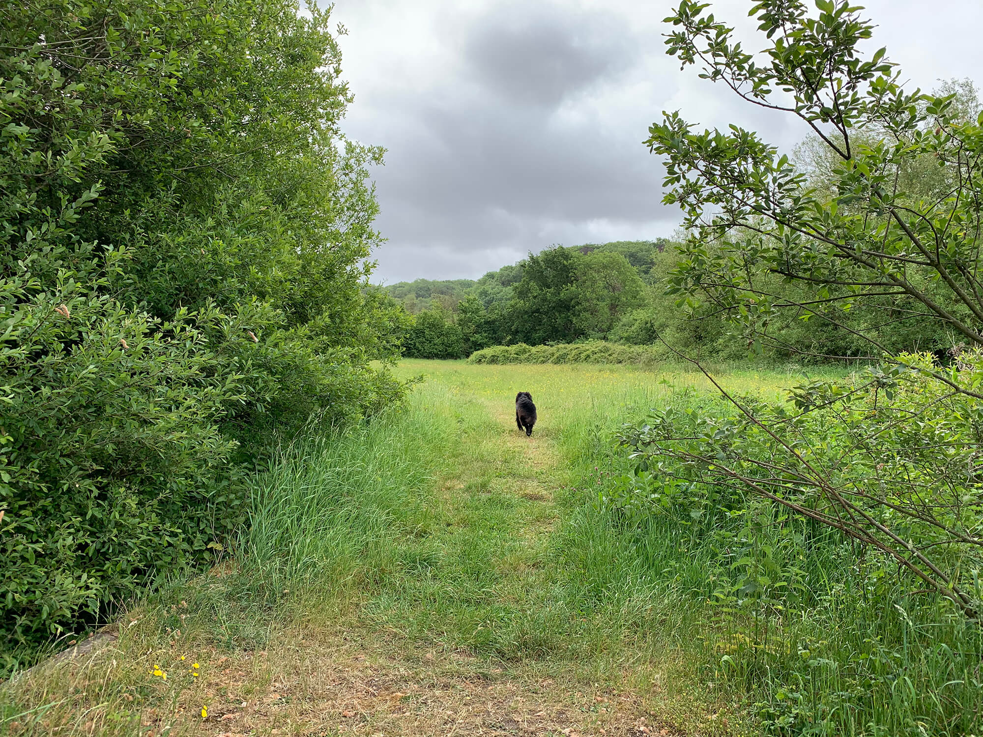 Lawrence Weston Moor Bristol dog walk Bristol Barkers