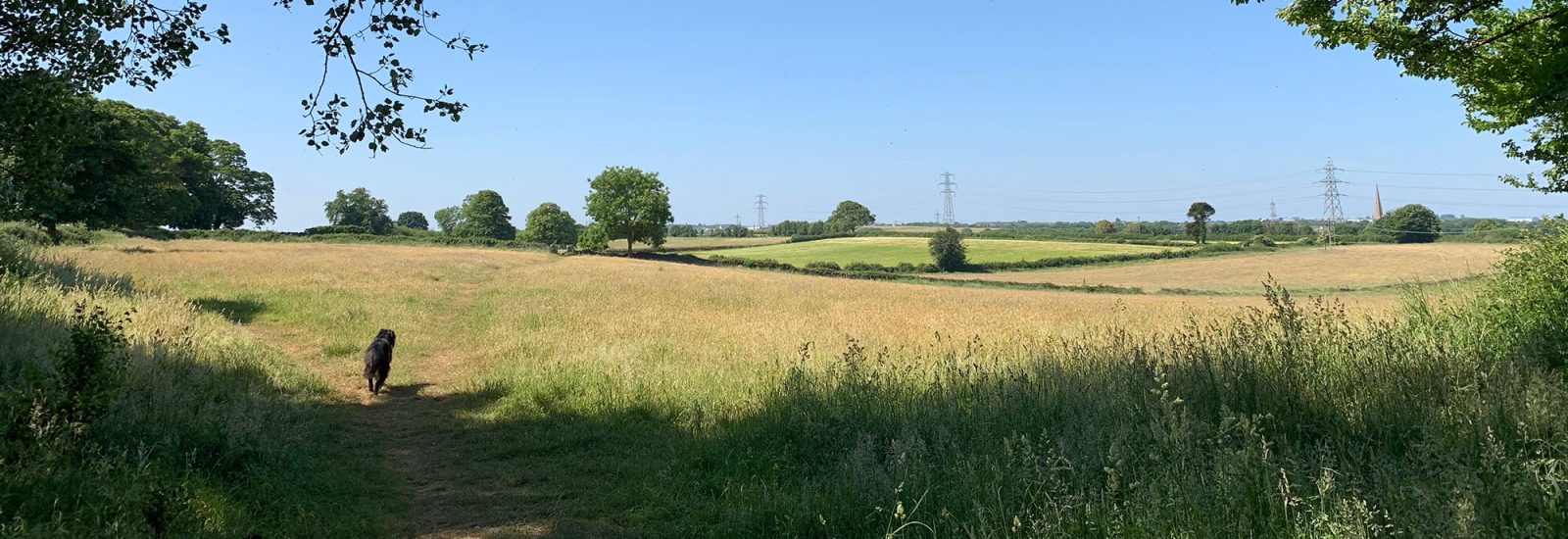 Monks' Pool & Bradley Brook Nature Reserves Bristol dog walk