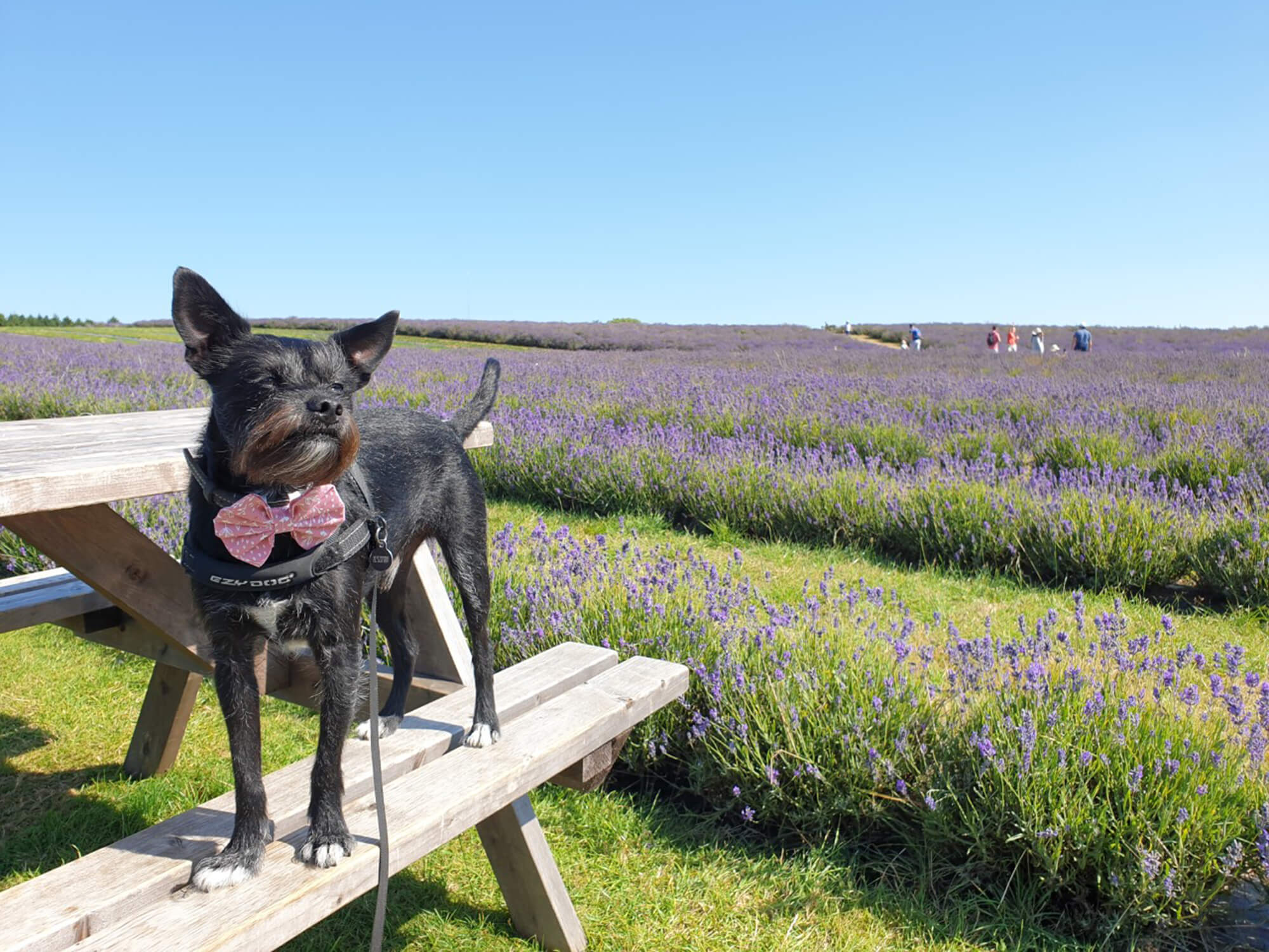 Cotswold Lavender Bristol dog walk Bristol Barkers